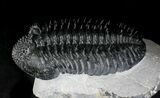 Top Quality Spiny Drotops Armatus Trilobite - #22122-6
